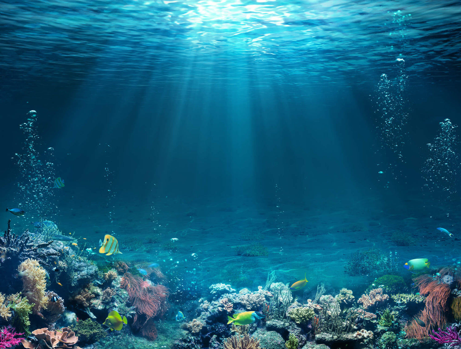 underwater scene with colourful sea life