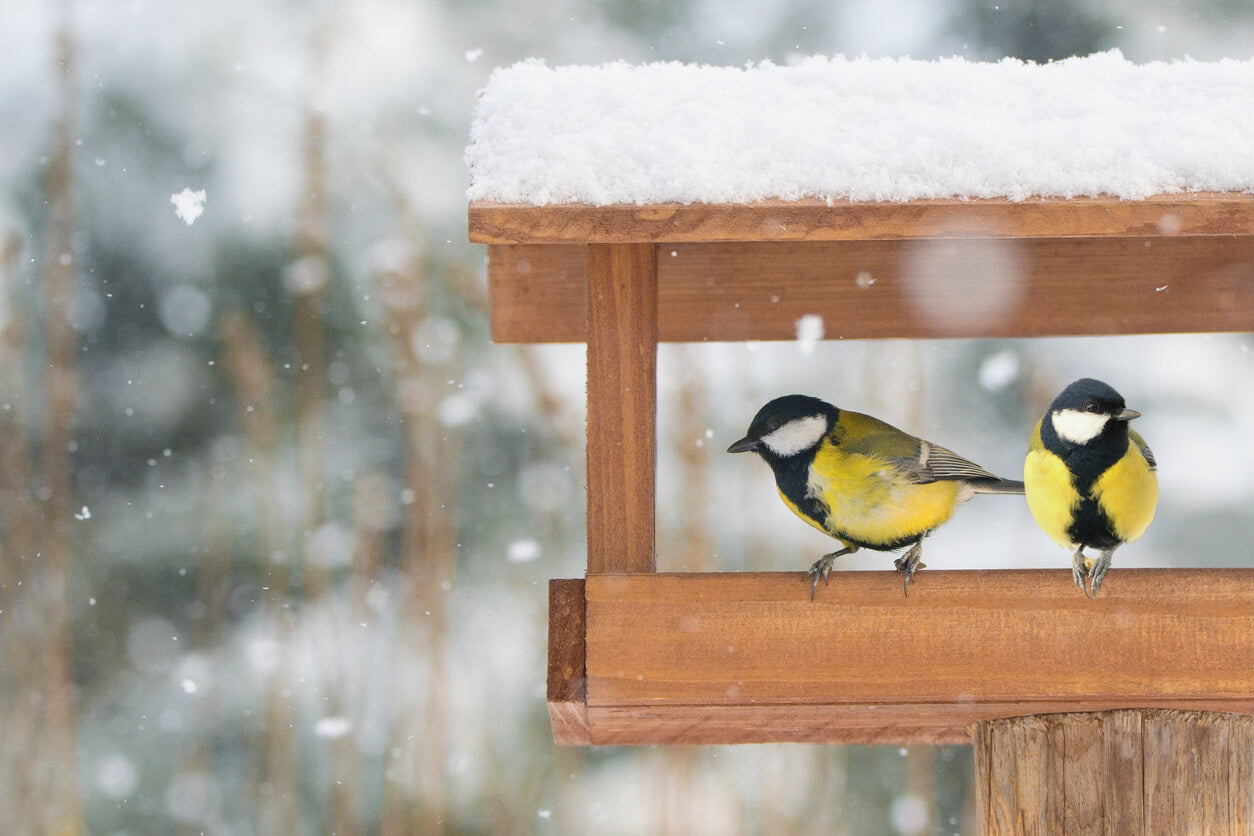two small birds sitting in a snowy bird house