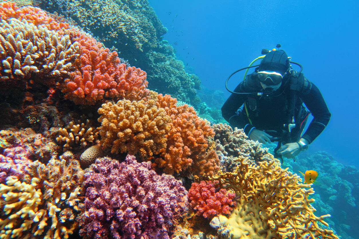 scuba diver diving around a colourful reef