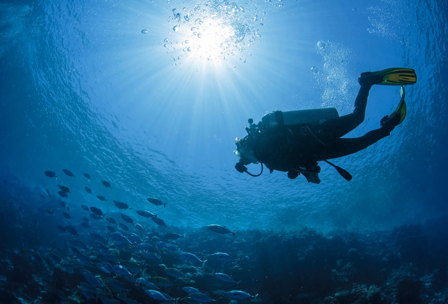 person scuba diving in the ocean